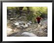 Man Trail Running On The Temple Quarry Trail In Little Cottonwood Canyon, Utah, Usa by Mike Tittel Limited Edition Print