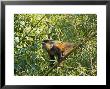 Golden Monkey, Parc National Des Volcans, Rwanda by Ariadne Van Zandbergen Limited Edition Print