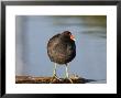 Common Moorhen Or Common Gallinule, Standing, Quebec, Canada by Robert Servranckx Limited Edition Pricing Art Print