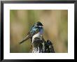 Tree Swallow, Ile Bizard, Canada by Robert Servranckx Limited Edition Print