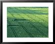 Circles In Corn Field Near Winchester, Uk by Ian West Limited Edition Print