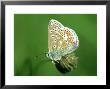 Common Blue In Early Morning Dew, Uk by Ian West Limited Edition Pricing Art Print