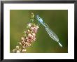 Common Blue Damselfly On Ling, Uk by Ian West Limited Edition Print