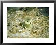 Domestic Gosling, Just Hatched In Nest by Ian West Limited Edition Print