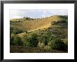 Landscape Near Chieti, Abruzzo, Italy by Michael Newton Limited Edition Print