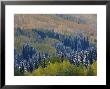 Snow On Aspen Trees In Fall, Red Mountain Pass, Ouray, Rocky Mountains, Colorado, Usa by Rolf Nussbaumer Limited Edition Print