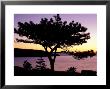 Pitch Pine, Ocean Drive At Sunrise, Acadia National Park, Maine, Usa by Jerry & Marcy Monkman Limited Edition Pricing Art Print