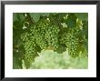 Pinot Noir Grapes, Domain Road Vineyard, Bannockburn, Central Otago, South Island, New Zealand by David Wall Limited Edition Print