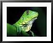 Green Iguana, Borro Colorado Island, Panama by Christian Ziegler Limited Edition Print