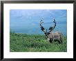 Caribou And Fresh Snow, Denali National Park, Alaska, Usa by Howie Garber Limited Edition Print