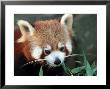 Red Panda, Taronga Zoo, Sydney, Australia by David Wall Limited Edition Pricing Art Print