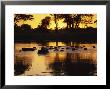 Tranquil Scene Of A Group Of Hippopotamus In Water At Sunset, Okavango Delta, Botswana by Paul Allen Limited Edition Pricing Art Print