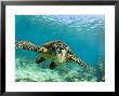 Sea Turtle, Swimming Underwater, Nosy Be, North Madagascar by Inaki Relanzon Limited Edition Print