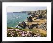 Thrift Growing On The Clifftops Overlooking Bedruthan Steps, North Cornwall, Uk by Adam Burton Limited Edition Print