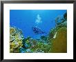 Underwater Diver And Corals, Cozumel Island, Mexico by Gavin Hellier Limited Edition Print