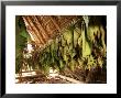 Tobacco Leaves On Racks In Drying Shed, Vinales, Cuba, West Indies, Central America by Lee Frost Limited Edition Print