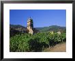 Vines In Vineyards And Tower Of The Church Of Ste. Croix, Kaysersberg, Haut-Rhin, Alsace, France by Ruth Tomlinson Limited Edition Print