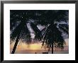 Tropical Sunset Framed By Palm Trees, Cayman Islands, West Indies, Central America by Ruth Tomlinson Limited Edition Print