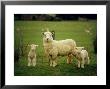 Ewe And Twin Lambs On Sheep Farm, Marlborough, South Island, New Zealand by Julia Thorne Limited Edition Print