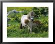 Two Shetland Ponies, Shetland Islands, Scotland, Uk, Europe by David Tipling Limited Edition Print