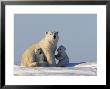 Polar Bear With Cubs, (Ursus Maritimus), Churchill, Manitoba, Canada by Thorsten Milse Limited Edition Print