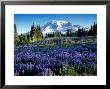 Mt. Rainier From Mazama Ridge, Mount Rainier National Park, Washington, Usa by Jamie & Judy Wild Limited Edition Print