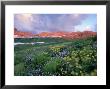 Purple Fleabane And Yellow Wildflowers, Mt. Timpanogos Wilderness Area, Sundance, Utah by Howie Garber Limited Edition Print