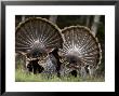 Tom Turkeys, Oregon, Usa by Chuck Haney Limited Edition Print