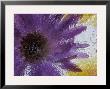 Aster Encased In Ice, Issaquah, Washington, Usa, by Darrell Gulin Limited Edition Print