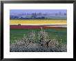 Tulip And Daffodil Fields And Farms, Skagit Valley, Washington, Usa by William Sutton Limited Edition Print