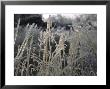 Icy Grass, Boulder by Michael Brown Limited Edition Pricing Art Print