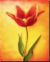 Tulip I by Chris Zalewski Limited Edition Pricing Art Print