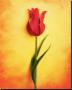 Tulip Iii by Chris Zalewski Limited Edition Pricing Art Print