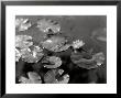 Water-Lilies On A Mirrored Surface Of Water by Vincenzo Balocchi Limited Edition Print