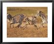 Zebras And Offspring At Sunset, Amboseli Wildlife Reserve, Kenya by Vadim Ghirda Limited Edition Print