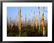 Hurricane Damage To Forest, Everglades National Park, Usa by David Tipling Limited Edition Pricing Art Print