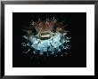 Inflated Puffer Fish by Robert Halstead Limited Edition Pricing Art Print