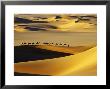 Tuareg Nomads With Camels In Sand Dunes Of Sahara Desert, Arakou by Johnny Haglund Limited Edition Print