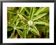 Closeup Of Lupine Leaves With Water Drops, Washington by Tim Laman Limited Edition Print