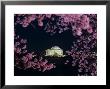 Jefferson Memorial At Night, Seen Through Cherry Blossoms, Washington, D.C. by Kenneth Garrett Limited Edition Print