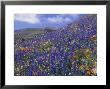 Impressionistic Color: Coreopsis, Gilia, California Poppy And Lupine by Rich Reid Limited Edition Pricing Art Print