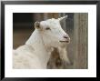 Goat At The Riverside Zoo by Joel Sartore Limited Edition Pricing Art Print