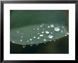 Rain Drops On The Leaf Surface Of A Mountain Swamp Gum Tree, Yellingbo Nature Reserve, Australia by Jason Edwards Limited Edition Print