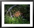 Mushrooms And Bluebells On A Mossy Forest Floor, Qilian Mountains, China by David Evans Limited Edition Pricing Art Print