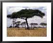 Zebra Shading Themselves Under An Umbrella Acacia Tree by Jason Edwards Limited Edition Print