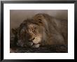 Asian Lion, Sleeping, Gir Forest, Gujarat State, India by Mattias Klum Limited Edition Print