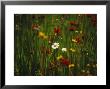 Red And Yellow Wildflowers Bloom Around A Wild Daisy by Raymond Gehman Limited Edition Pricing Art Print