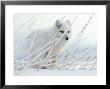 Arctic Fox Conceals Itself In Rye Grass Covered With Hoar Frost by Paul Nicklen Limited Edition Pricing Art Print