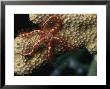 Brittle Star Crawling Across A Coral by Tim Laman Limited Edition Print