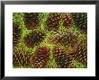 Giant Longleaf Pine Cones by Raymond Gehman Limited Edition Print